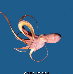 Octopus by Michael Drumstas 